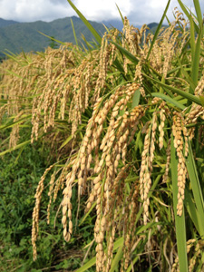 miyasaka20130911-2.jpg